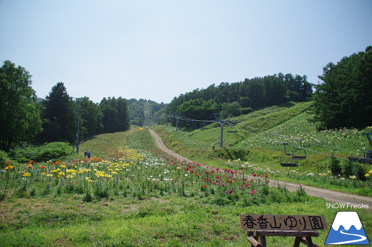 北海道最大級、213万輪のゆりの花！『オーンズ春香山ゆり園』